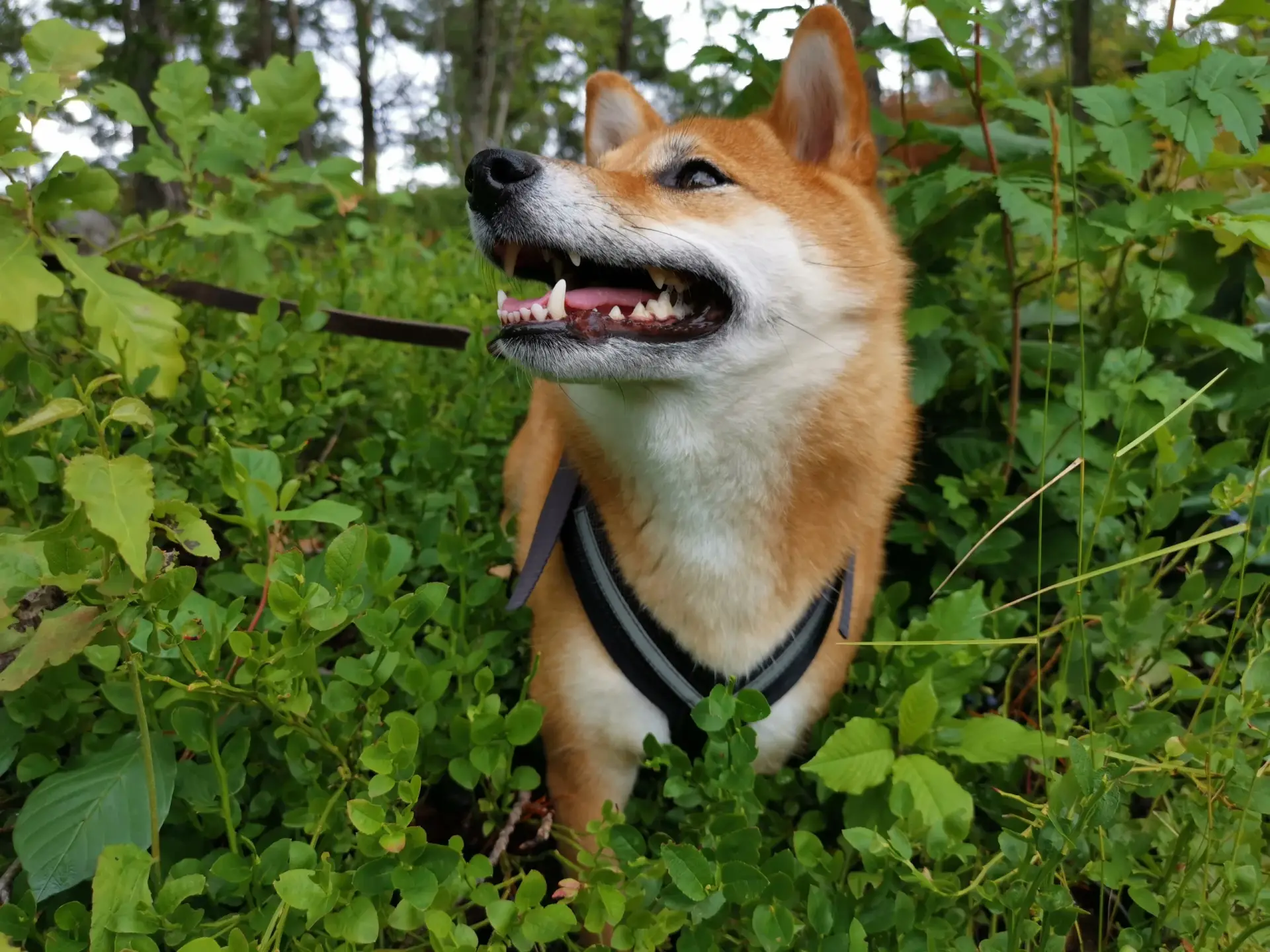 Hund i skogen - en bild ur Daniela Barchans portfolio